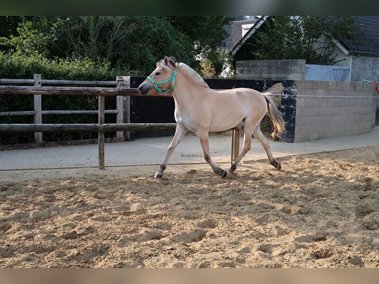 Caballo del fiordo noruego (Fjord) Yegua 6 años 144 cm Palomino in Heumen