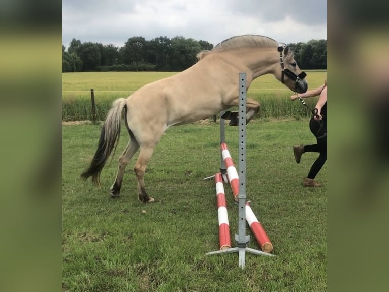 Caballo del fiordo noruego (Fjord) Yegua 6 años 144 cm Palomino in Heumen