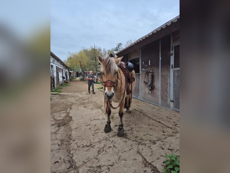 Caballo del fiordo noruego (Fjord) Yegua 6 años 147 cm in Rodgau