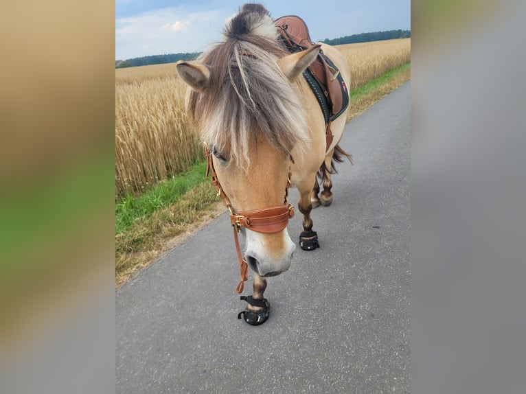 Caballo del fiordo noruego (Fjord) Yegua 6 años 147 cm in Rodgau