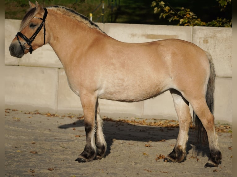 Caballo del fiordo noruego (Fjord) Yegua 7 años 147 cm Bayo in Nettersheim