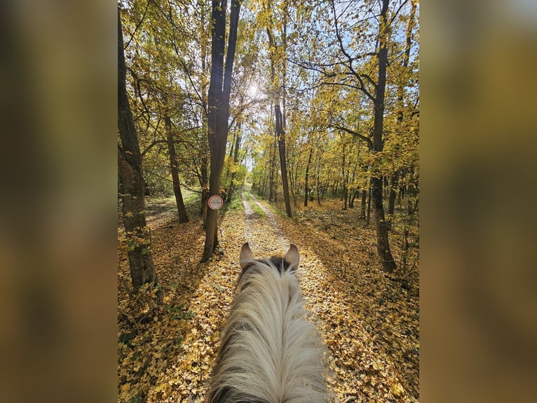 Caballo del fiordo noruego (Fjord) Yegua 8 años 146 cm Bayo in Mörbisch am See