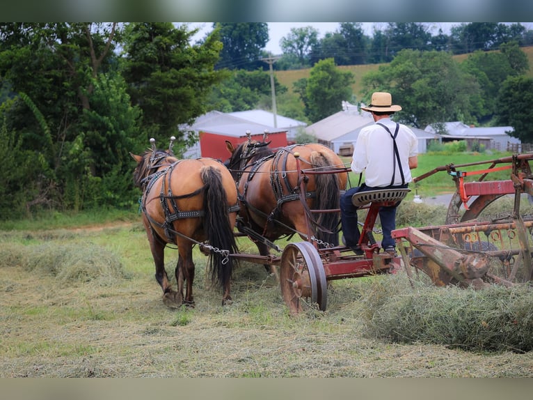 Caballo del fiordo noruego (Fjord) Yegua 8 años Buckskin/Bayo in Flemingsburg KY