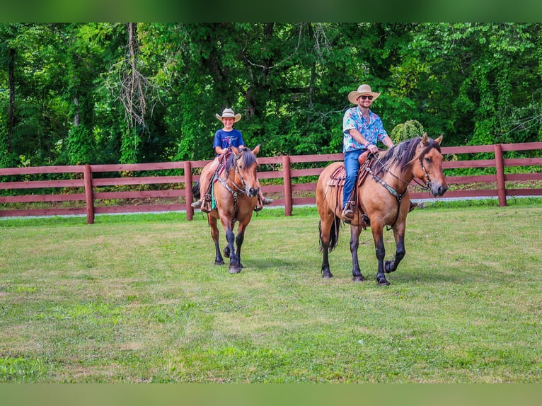 Caballo del fiordo noruego (Fjord) Yegua 8 años Buckskin/Bayo in Flemingsburg KY