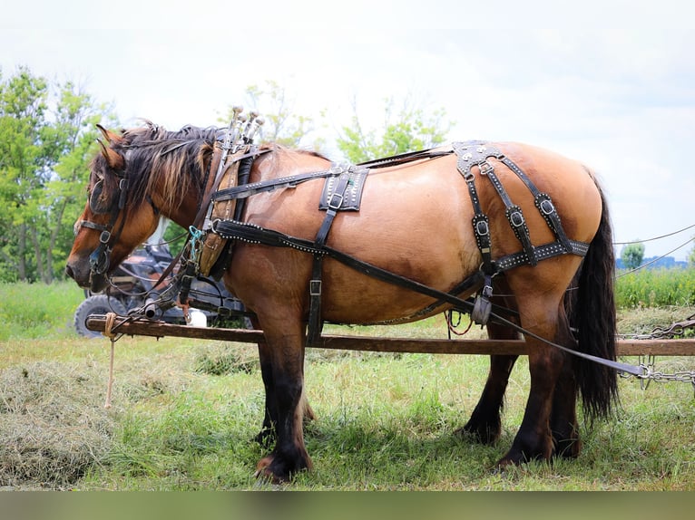 Caballo del fiordo noruego (Fjord) Yegua 8 años Buckskin/Bayo in Flemingsburg KY