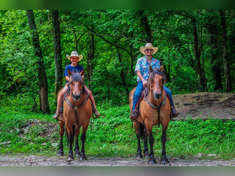 Caballo del fiordo noruego (Fjord) Yegua 8 años Buckskin/Bayo in Flemingsburg KY