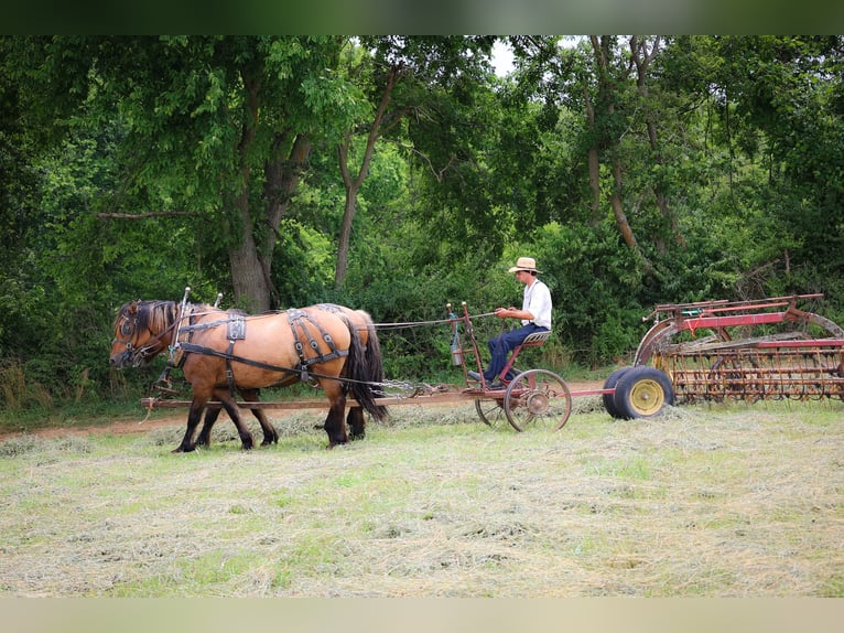 Caballo del fiordo noruego (Fjord) Yegua 8 años Buckskin/Bayo in Flemingsburg KY