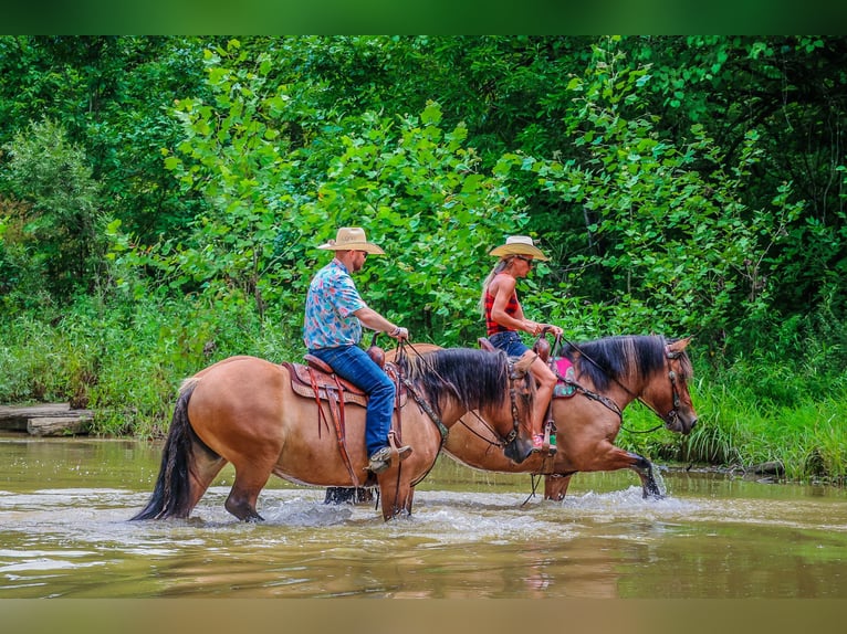 Caballo del fiordo noruego (Fjord) Yegua 8 años Buckskin/Bayo in Flemingsburg KY