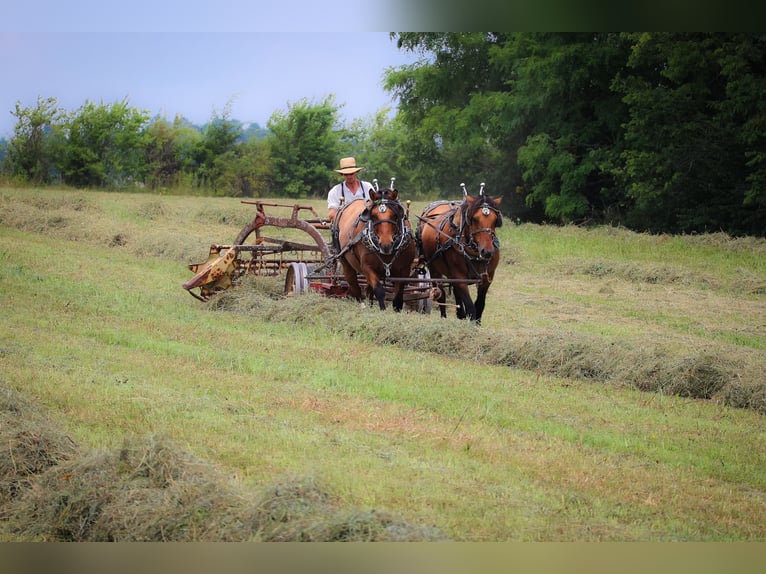 Caballo del fiordo noruego (Fjord) Yegua 8 años Buckskin/Bayo in Flemingsburg KY