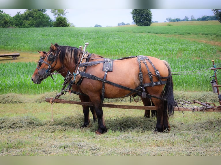 Caballo del fiordo noruego (Fjord) Yegua 8 años Buckskin/Bayo in Flemingsburg KY