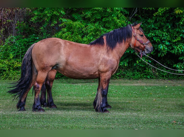 Caballo del fiordo noruego (Fjord) Yegua 8 años Buckskin/Bayo in Flemingsburg KY