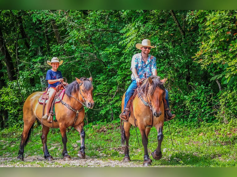 Caballo del fiordo noruego (Fjord) Yegua 8 años Buckskin/Bayo in Flemingsburg KY