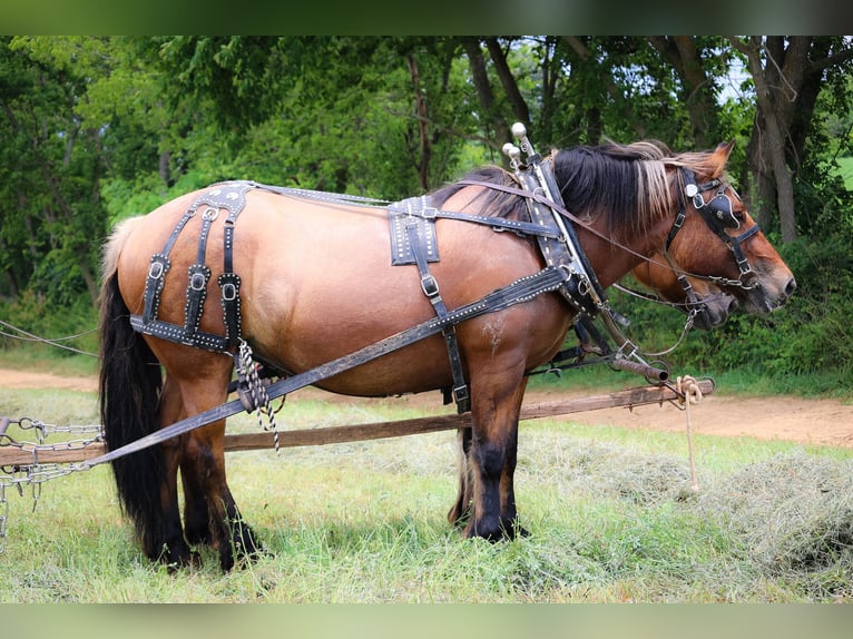 Caballo del fiordo noruego (Fjord) Yegua 8 años Buckskin/Bayo in Flemingsburg KY