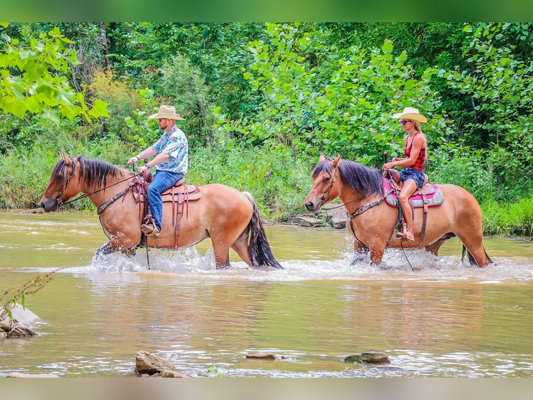 Caballo del fiordo noruego (Fjord) Yegua 8 años Buckskin/Bayo in Flemingsburg KY