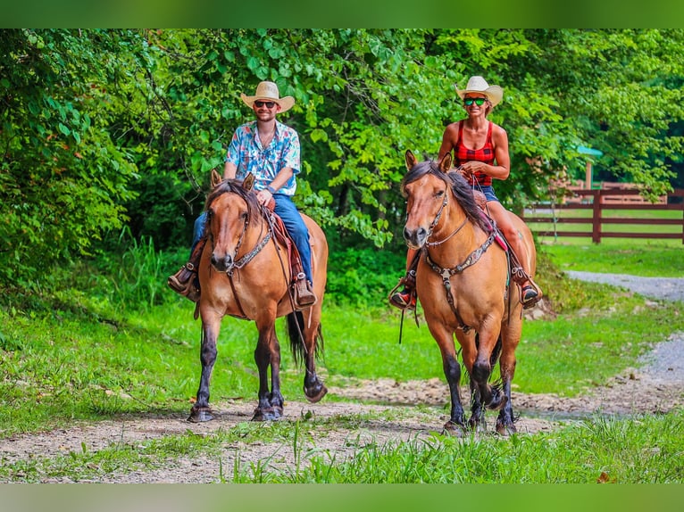 Caballo del fiordo noruego (Fjord) Yegua 8 años Buckskin/Bayo in Flemingsburg KY