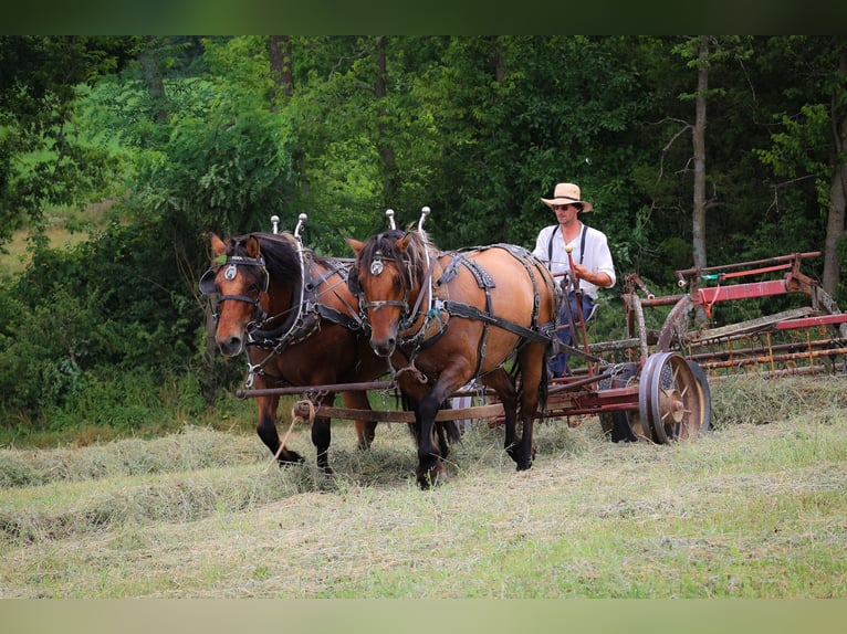 Caballo del fiordo noruego (Fjord) Yegua 8 años Buckskin/Bayo in Flemingsburg KY