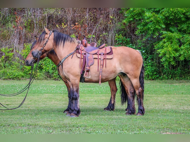 Caballo del fiordo noruego (Fjord) Yegua 8 años Buckskin/Bayo in Flemingsburg KY