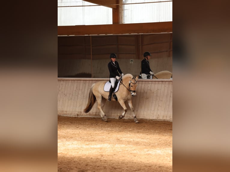 Caballo del fiordo noruego (Fjord) Caballo castrado 11 años 150 cm Bayo in Aschheim