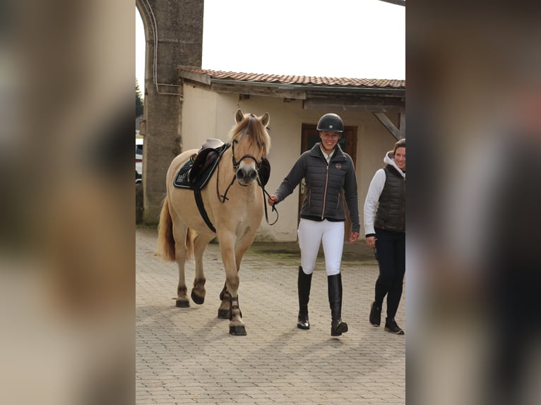 Caballo del fiordo noruego (Fjord) Caballo castrado 11 años 150 cm Bayo in Aschheim