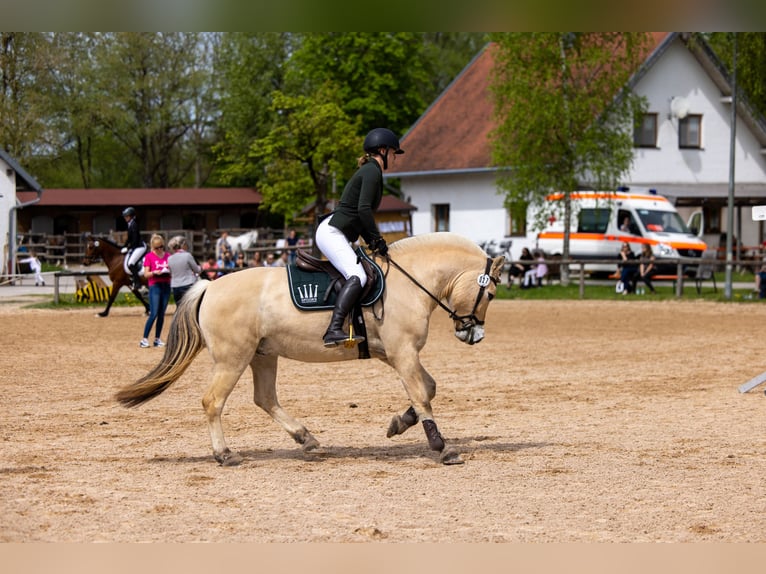 Caballo del fiordo noruego (Fjord) Caballo castrado 11 años 150 cm Bayo in Aschheim