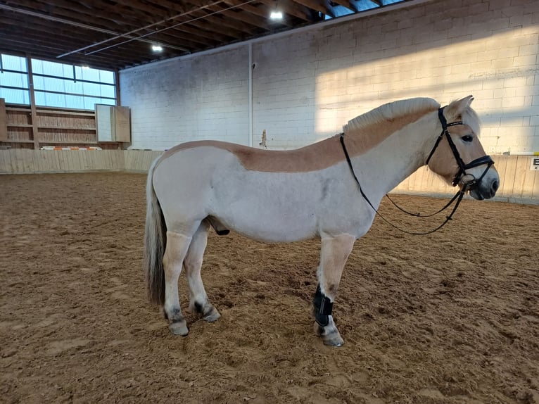 Caballo del fiordo noruego (Fjord) Caballo castrado 11 años 153 cm Bayo in Rott