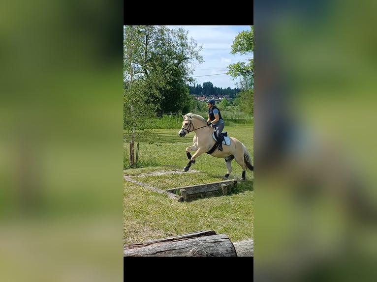 Caballo del fiordo noruego (Fjord) Caballo castrado 11 años 153 cm Bayo in Rott