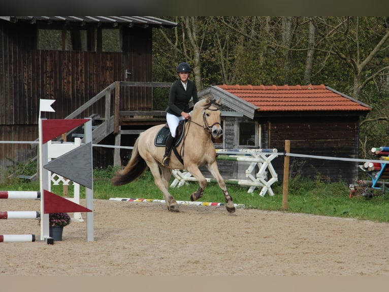 Caballo del fiordo noruego (Fjord) Caballo castrado 12 años 150 cm Bayo in Aschheim