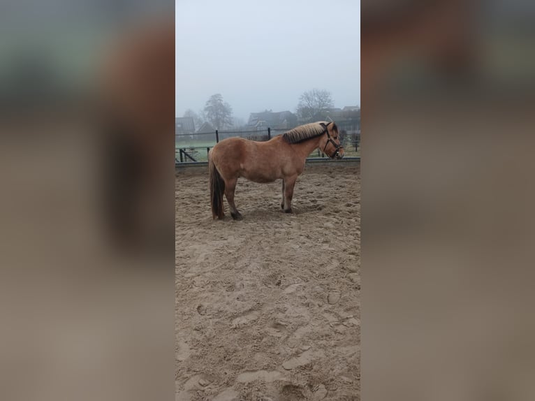 Caballo del fiordo noruego (Fjord) Mestizo Caballo castrado 14 años 137 cm in Hooge Zwaluwe