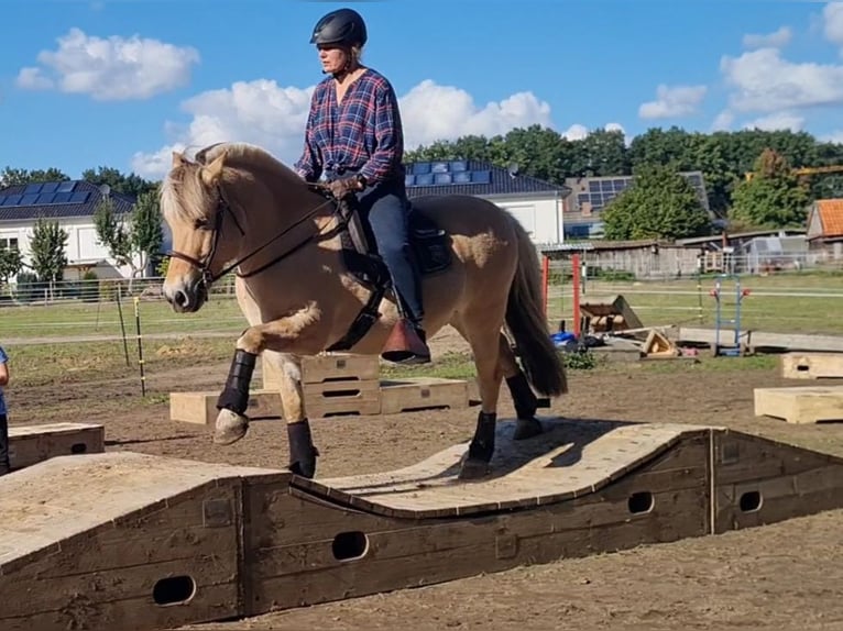 Caballo del fiordo noruego (Fjord) Caballo castrado 14 años 142 cm Bayo in Bramsche