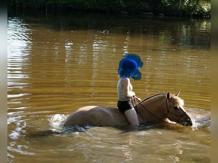 Caballo del fiordo noruego (Fjord) Caballo castrado 14 años 146 cm Bayo in Pinneberg