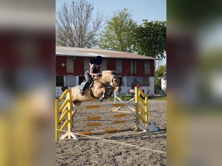 Caballo del fiordo noruego (Fjord) Caballo castrado 14 años 146 cm Bayo in Pinneberg