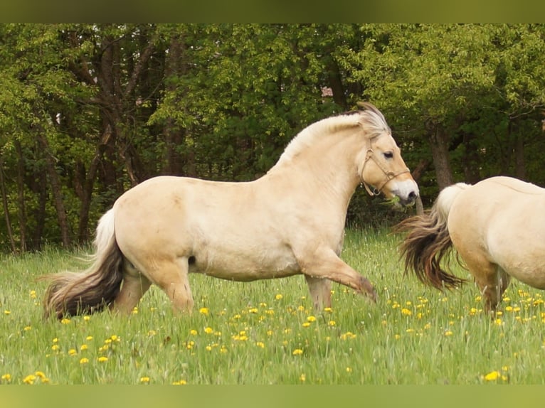 Caballo del fiordo noruego (Fjord) Caballo castrado 14 años 147 cm Bayo in Remscheid