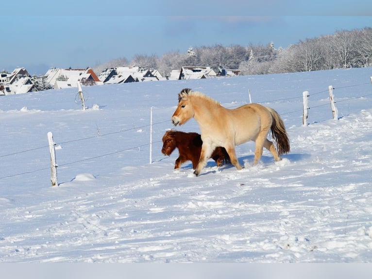 Caballo del fiordo noruego (Fjord) Caballo castrado 14 años 147 cm Bayo in Remscheid