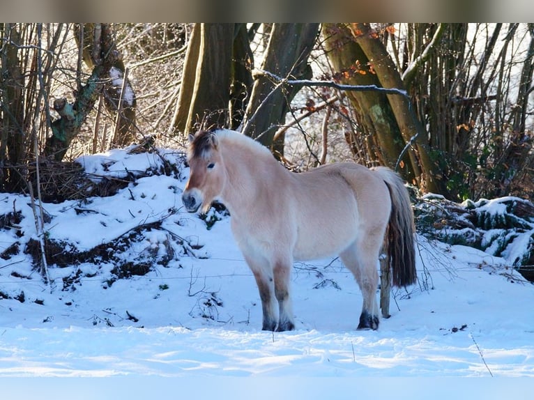 Caballo del fiordo noruego (Fjord) Caballo castrado 14 años 147 cm Bayo in Remscheid