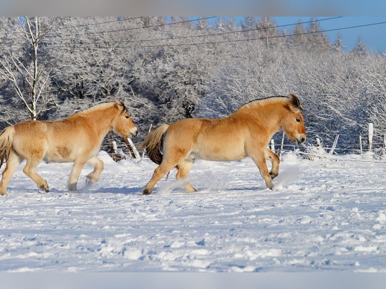 Caballo del fiordo noruego (Fjord) Caballo castrado 14 años 147 cm Bayo in Remscheid