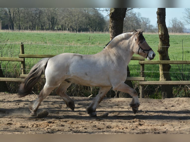 Caballo del fiordo noruego (Fjord) Caballo castrado 16 años 150 cm Bayo in Nortorf