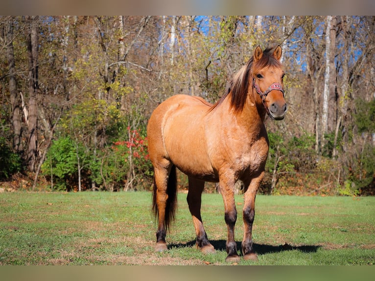 Caballo del fiordo noruego (Fjord) Caballo castrado 16 años 150 cm Buckskin/Bayo in Flemingsburg KY