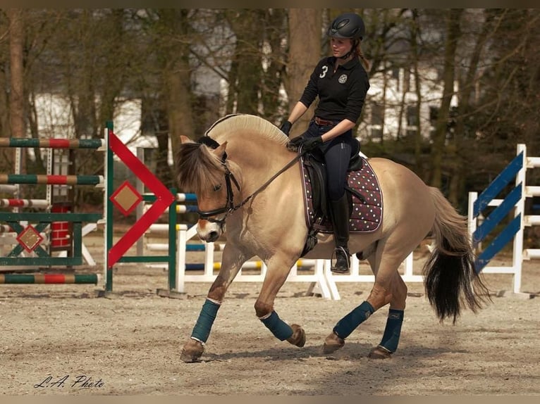 Caballo del fiordo noruego (Fjord) Caballo castrado 18 años 143 cm Bayo in Fritzlar