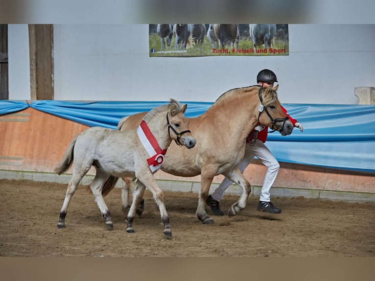 Caballo del fiordo noruego (Fjord) Caballo castrado 1 año 147 cm Bayo in Rennerod