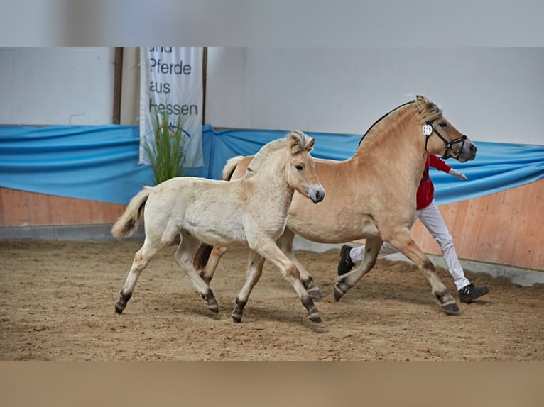 Caballo del fiordo noruego (Fjord) Caballo castrado 1 año 147 cm Bayo in Rennerod