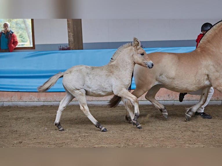 Caballo del fiordo noruego (Fjord) Caballo castrado 1 año 147 cm Bayo in Rennerod