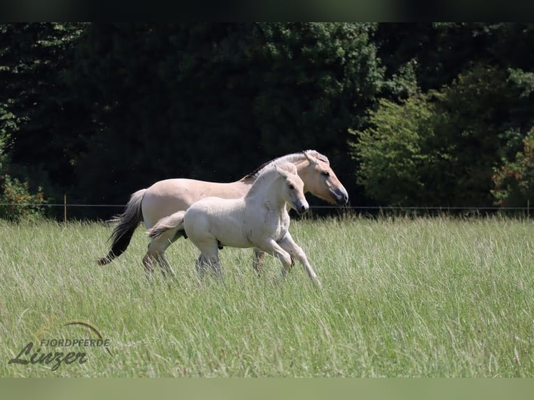 Caballo del fiordo noruego (Fjord) Caballo castrado 1 año 147 cm Bayo in Remscheid