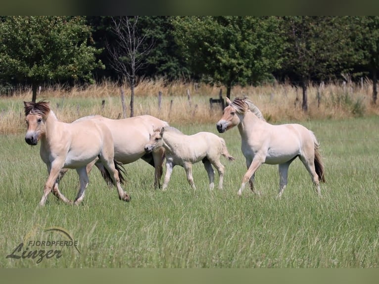Caballo del fiordo noruego (Fjord) Caballo castrado 1 año 147 cm Bayo in Remscheid