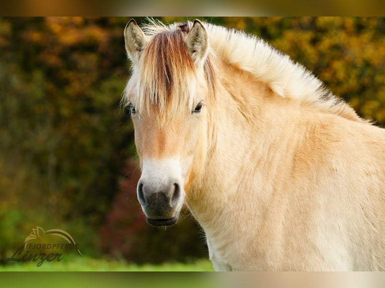 Caballo del fiordo noruego (Fjord) Caballo castrado 1 año 147 cm Bayo in Remscheid