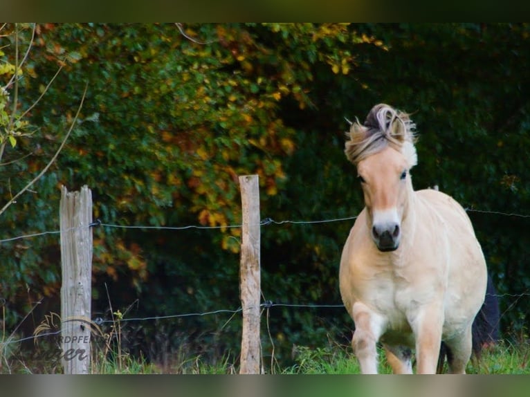 Caballo del fiordo noruego (Fjord) Caballo castrado 1 año 147 cm Bayo in Remscheid