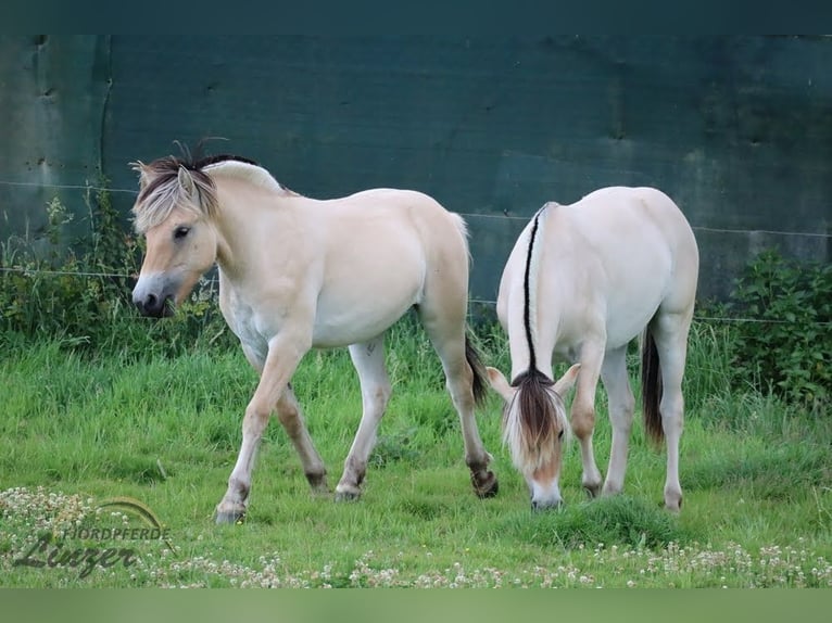Caballo del fiordo noruego (Fjord) Caballo castrado 1 año 147 cm Bayo in Remscheid