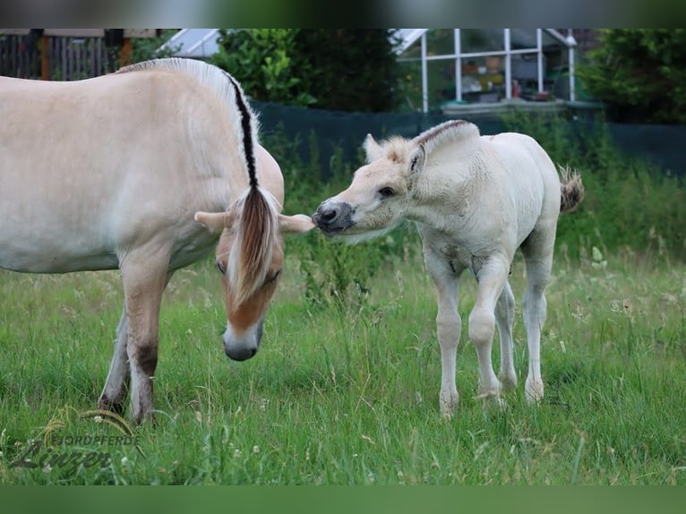 Caballo del fiordo noruego (Fjord) Caballo castrado 1 año 147 cm Bayo in Remscheid