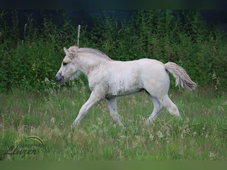 Caballo del fiordo noruego (Fjord) Caballo castrado 1 año 147 cm Bayo in Remscheid