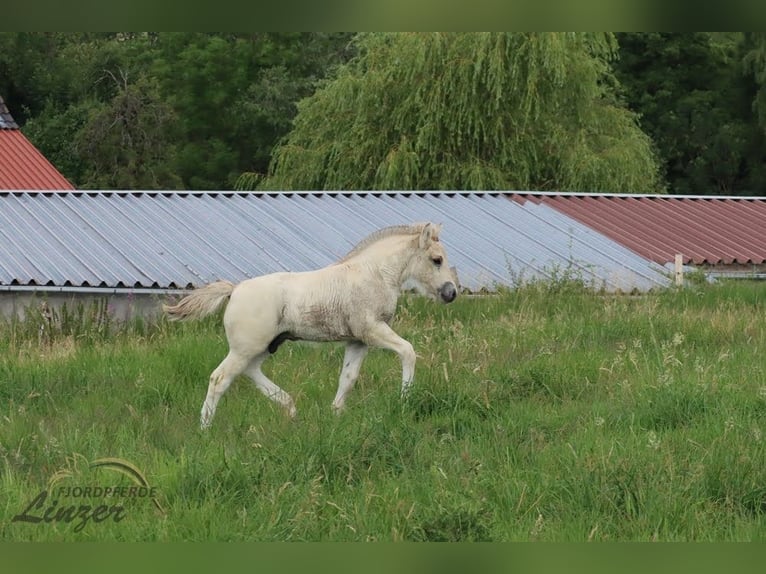 Caballo del fiordo noruego (Fjord) Caballo castrado 1 año 147 cm Bayo in Remscheid
