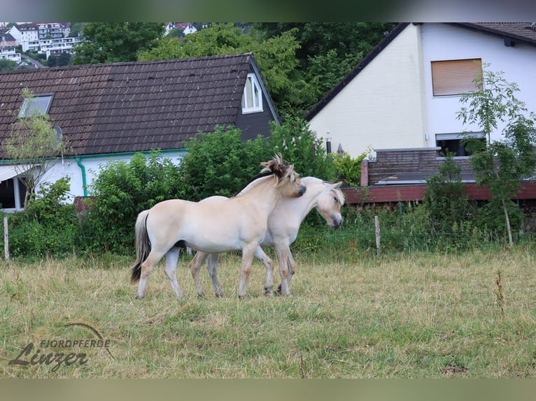 Caballo del fiordo noruego (Fjord) Caballo castrado 1 año 147 cm Bayo in Remscheid